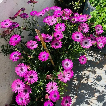Hotel Garden Sofia - Free Parking