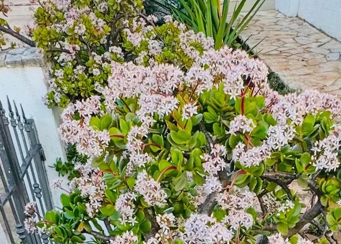 Hotel Garden Sofia Apartments&studios Ksamil