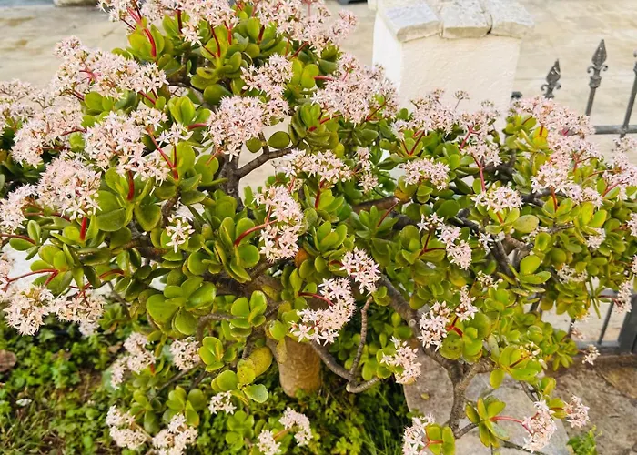 Garden Sofia Apartments&studios Hotel Ksamil